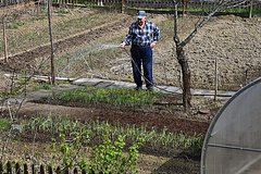 Дачникам предложили бороться с колорадским жуком с помощью уксуса