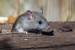 Раскрыт простой способ защитить дачу от мышей зимой