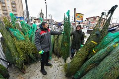 Стало известно о елочных предпочтениях москвичей